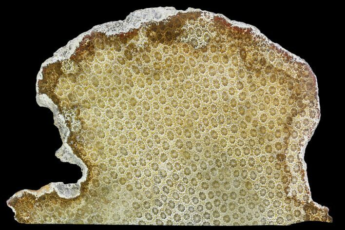 Polished, Fossil Coral Slab - Indonesia #109129